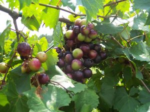 muscadine grapes, muscadine grapes and cancer