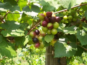 muscadine grapes