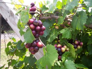 muscadine grape