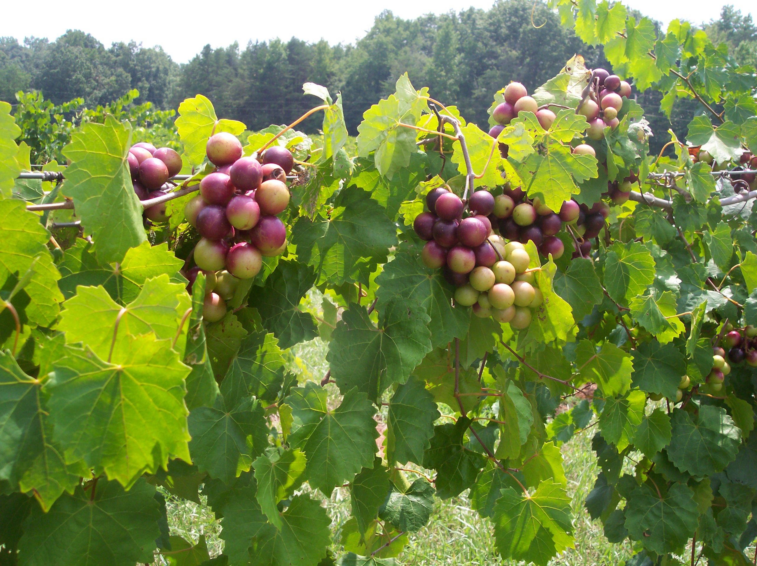 Health Benefits of Muscadine Grapes Muscadine Naturals