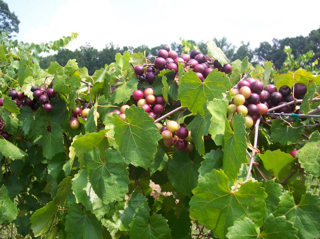 muscadine grapes and cancer, muscadine grapes