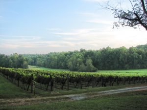 health benefits of muscadine grapes, muscadine grapes growing, vineyard, America's first grape, NC state fruit, muscadine supplements, muscadine antioxidants