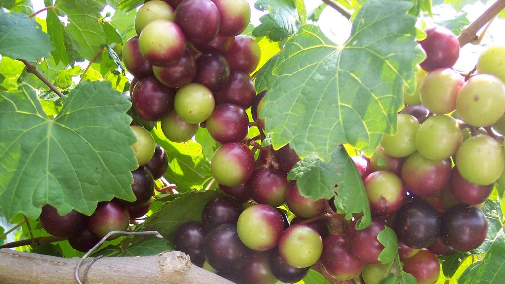muscadine grape, muscadine benefits