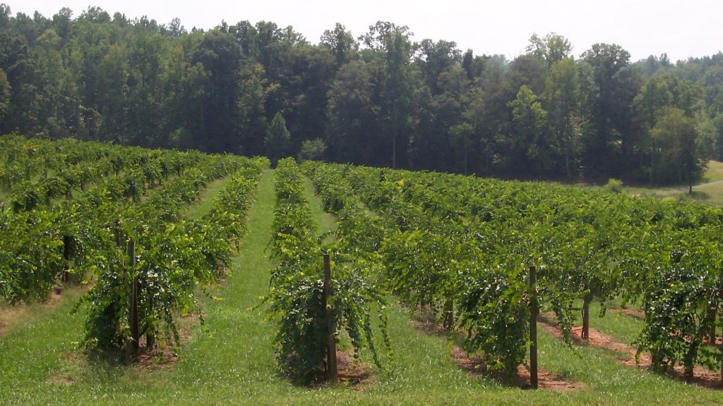 muscadine health benefits, muscadine grape