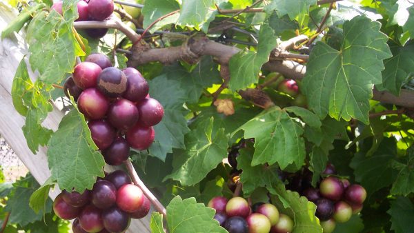 Muscadine Health Benefits, Clemmons, NC, muscadine supplements for heart health, Muscadine Naturals