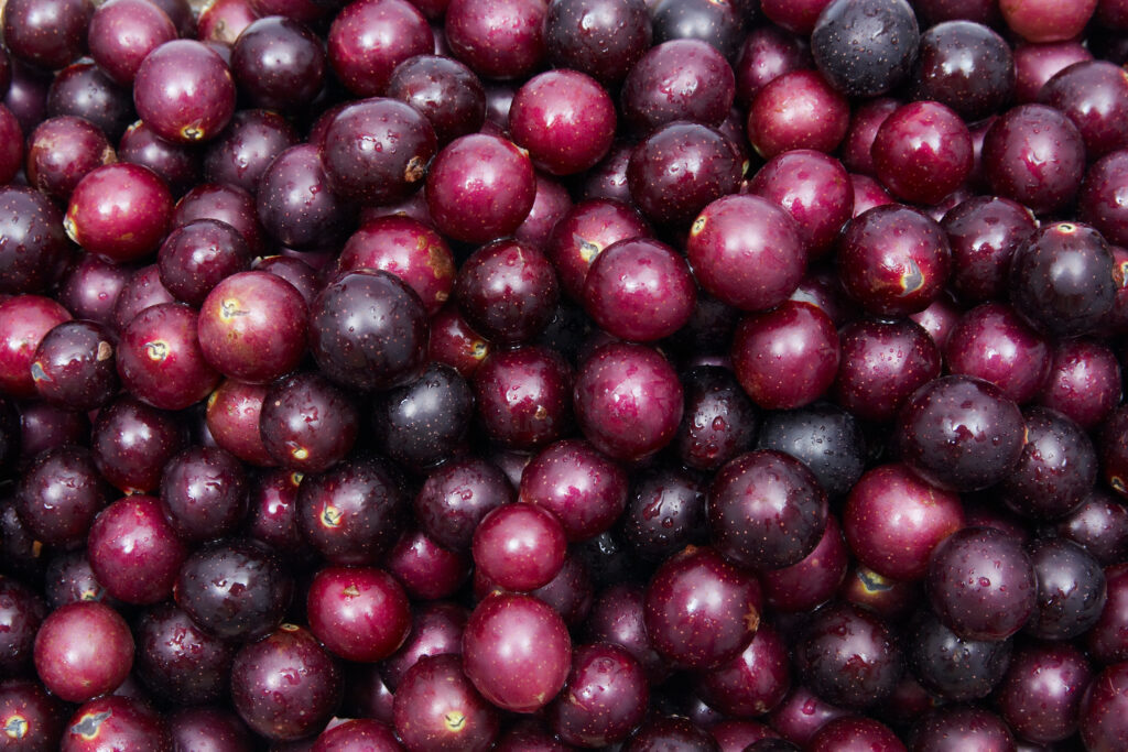 Muscadine Grapes, Health Benefits, Muscadine Supplement